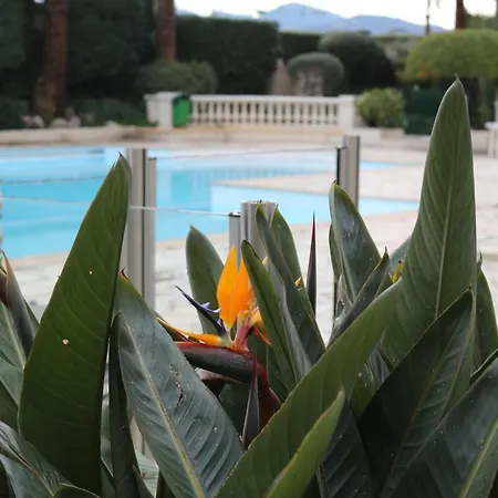 Palm D'azur *