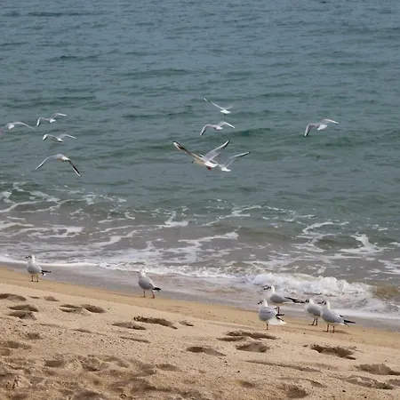 Palm D'azur Apartment